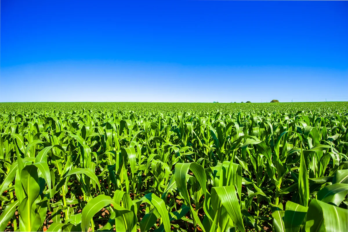 Benefícios do pó de rocha na agricultura